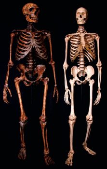 Reconstructed skeleton of the Neanderthal (left) and modern human (right).